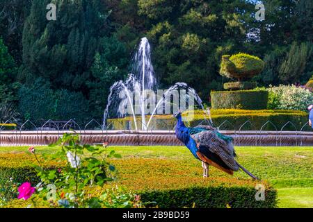 Pfauenschlittel auf Warwick Castle, Großbritannien Stockfoto