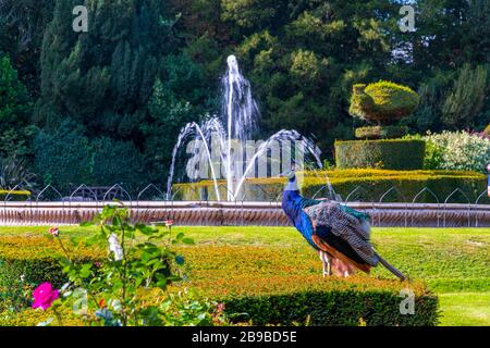 Pfauenschlittel auf Warwick Castle, Großbritannien Stockfoto