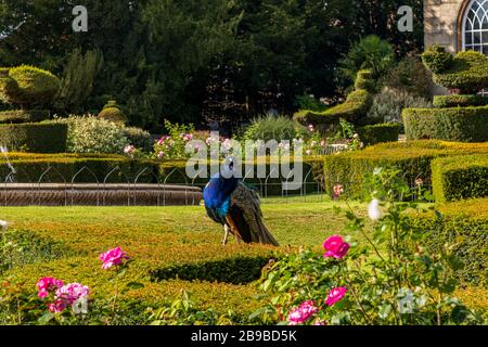 Pfauenschlittel auf Warwick Castle, Großbritannien Stockfoto