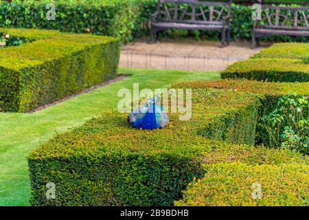 Pfauenschlittel auf Warwick Castle, Großbritannien Stockfoto