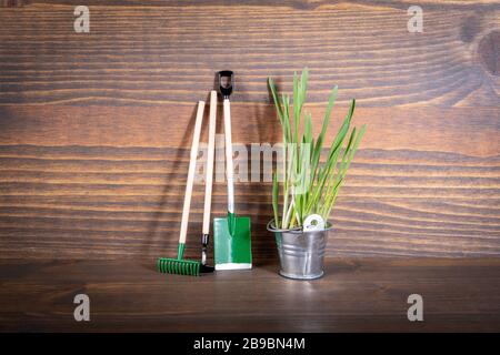 Gartenwerkzeuge und Federgras in Metalleimer auf Holzgrund. Investitionsplan, Wirtschaft, Wachstum und Karrierechancen Konzept Stockfoto