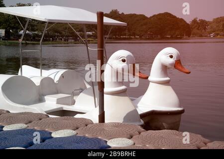 Weiße Schwanenboote im Freien für Entspannung auf dem See im Park A. Stockfoto