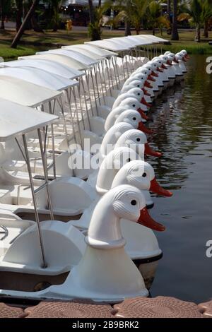 Weiße Schwanenboote im Freien für Entspannung auf dem See im Park A. Stockfoto