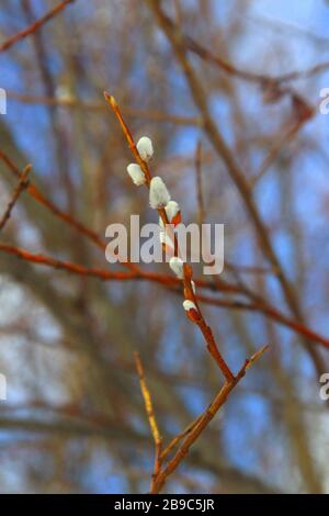 Weiße flauschige Weidenknospen an dünnen Zweigen von braun-oranger Farbe. Das Konzept der Frühlings-, Erwärmungs- und Wechseljahreszeiten. Stockfoto