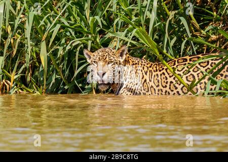 Erwachsener Jaguar im Wasser des Cuba River bei Pantanal, Brasilien Stockfoto