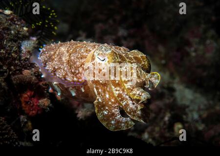 Ein kleiner Tintenfisch jagt in der Nähe des Riffs, Anilao, Philippinen. Stockfoto