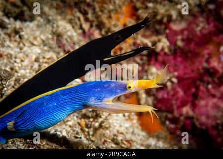 Zwei männliche Bandaale, eine Jugendliche, teilen sich das gleiche Zuhause. Stockfoto