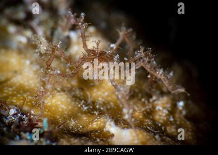 Eine Unterwasserspinne, die auf Korallen, Anilao, Philippinen, spazieren geht. Stockfoto