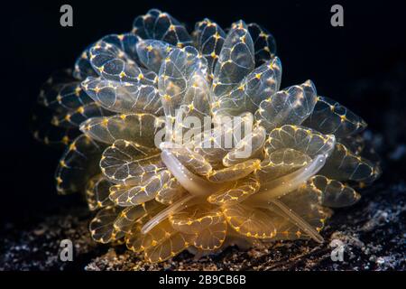 Die Elegane des Cyerce Nudibranch. Stockfoto