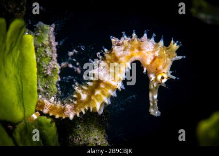 Eine dornige Seepferde klammert sich an einen Algenbestand, Anilao, Philippinen. Stockfoto