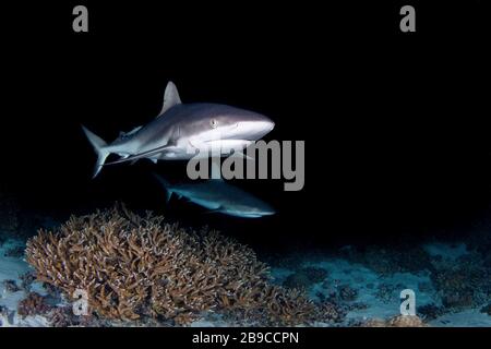 Haie patrouillieren das Gebiet über einem Korallenriffe für kleine Fische, Französisch-Polynesien. Stockfoto