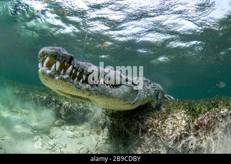 Ein großes Krokodil lauert auf dem Meeresgrund, dem karibischen Meer, Mexiko. Stockfoto