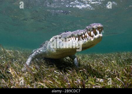 Ein Krokodil, das auf einem Bett aus Gras, Karibik, Mexiko ruht. Stockfoto