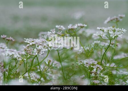 Schöne cilantro Korianderblumen blühen im Sommer - selektiver Fokus, Kopierraum Stockfoto