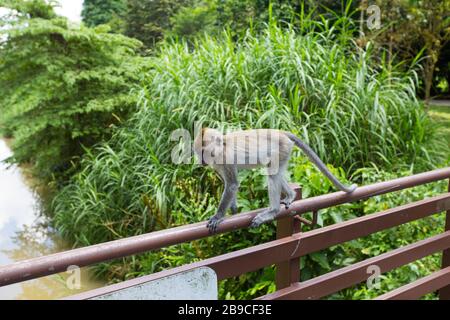 Ein Baby Affen Gleichgewicht und zu Fuß auf vier auf der Brücke Balken im Admiralty Park, Singapur Stockfoto