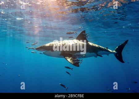 Ein weißer Hai mit Pilotenfischen schwimmt unter warmen Sonnenstrahlen. Stockfoto