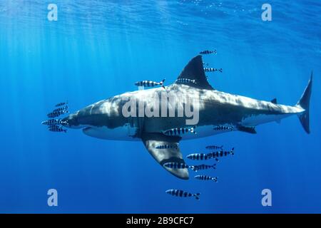 Ein großer weißer Hai wird von zahlreichen Pilotenfischen begleitet. Stockfoto