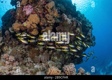 Eine Fischschule kreist eine Korallenbommie, das Rote Meer. Stockfoto