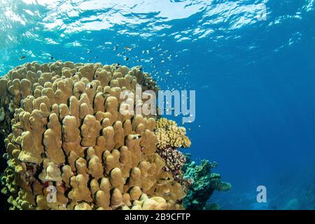 Eine Korallenbommie beherbergt viele kleine Rifffische, das Rote Meer. Stockfoto