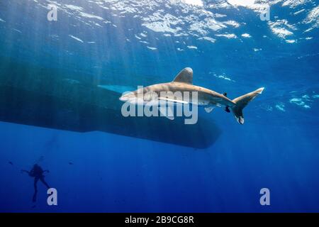 Ein Hai umkreist ein Boot, auf das Taucher unten warten, das Rote Meer. Stockfoto