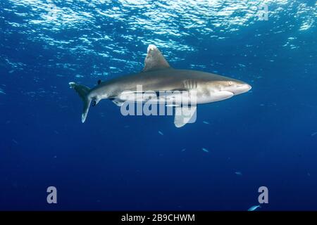 Ozeanischer Weißer Zipfel Hai, Rotes Meer. Stockfoto