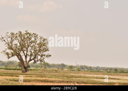 Leer ist in indien unter einem einzigen Baum gescheitert Stockfoto