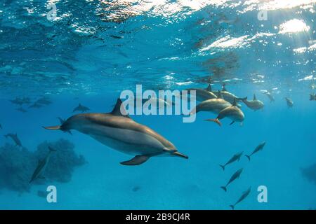 Eine große Schote von Spinner Delfinen im Roten Meer. Stockfoto