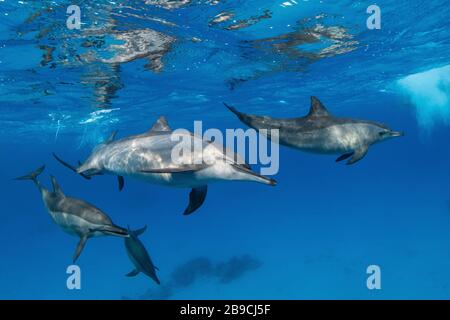 In der Nähe der Oberfläche des Roten Meeres spielt eine Schote von Spinner Delfinen. Stockfoto