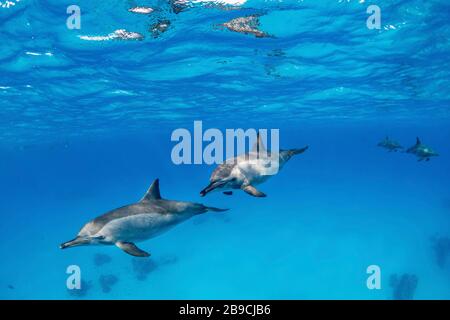 Spinner Delfine, die in den flachen Gewässern um Fury Shoal, Rotes Meer spielen. Stockfoto