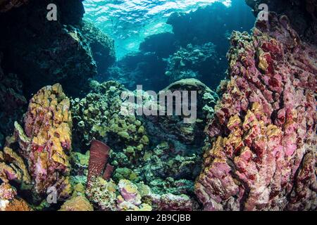 Korallenformationen in einer verborgenen Höhle, im Roten Meer. Stockfoto