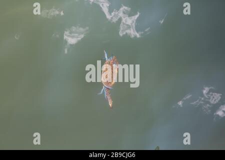 Blumenkrabbe im Wasser tanzend, ist es einer der beliebtesten Meeresfrüchte unter den Menschen. Stockfoto