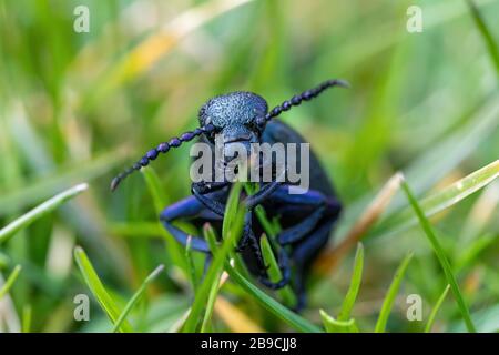 Großer giftiger violetter Ölkäfig ernährt sich von frischen grünen Gras, Meloe violaceus im Frühjahr. Europa Tschechische Republik Tierwelt Stockfoto