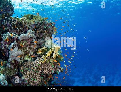 Eine Korallenbommie beherbergt Hunderte von Anthias-Fischen im Roten Meer. Stockfoto