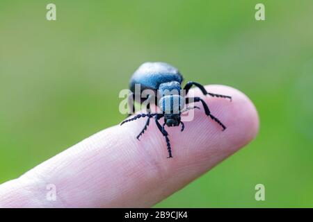 Großer giftiger violetter Ölkäfig, Meloe violaceus am menschlichen Finger. Frühlingszeit. Europa Tschechische Republik Tierwelt Stockfoto