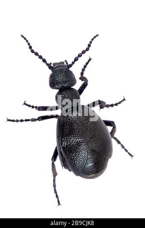 Großer giftiger violetter Ölkäfig, isoliert auf Weiß, Makro von Meloe violaceus im Frühjahr. Europa Tschechische Republik Tierwelt Stockfoto