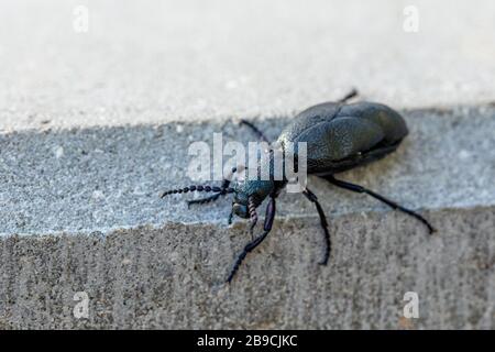 Großer giftiger violetter Ölkäfig im Freien, Meloe violaceus im Frühjahr. Europa Tschechische Republik Tierwelt Stockfoto