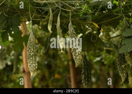 Bittere Gourmfrucht und Baum vor der Tür Stockfoto