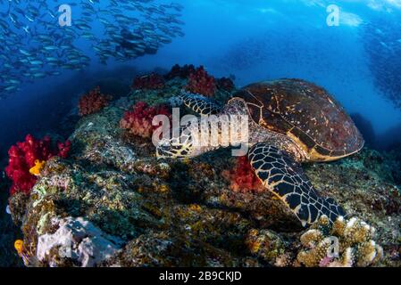 Eine Schildkröte mit Faltenschildkröte, die auf einem Korallenriffe, Raja Ampat, Indonesien, grasen wird. Stockfoto