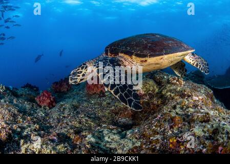 Auf der Suche nach einer Mahlzeit, Raja Ampat, Indonesien, gleitet eine Schildkröte über ein Riff. Stockfoto