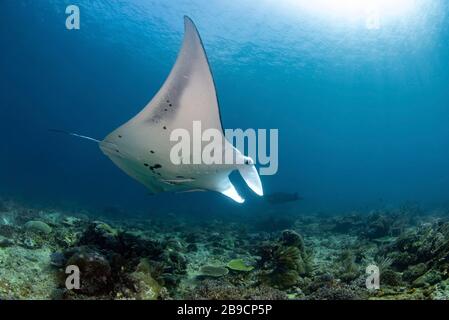 Ein anmutiger Mantarochen gleitet über ein Korallenriffe in Raja Ampat, Indonesien. Stockfoto