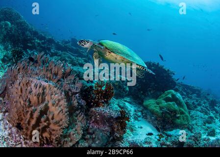 Eine Schildkröte mit Faltenschildkröte schwimmt ein Korallenriffe, Raja Ampat, Indonesien. Stockfoto