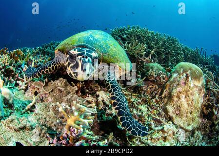 Eine Schildkröte blickt auf ihre eigene Reflexion im Kameraobjektiv. Stockfoto