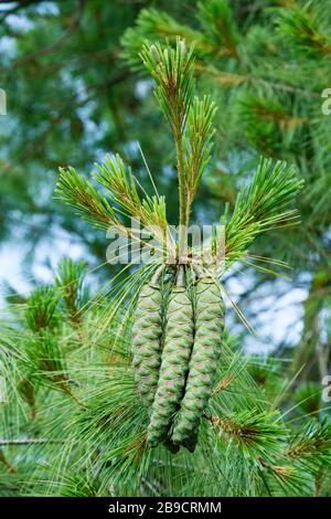 Neues Kegelwachstum auf einem Pinus wallichiana, Bhutan-Kiefer, Pinus griffithii Nadelbaum Stockfoto