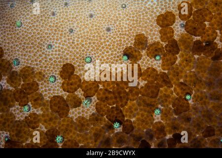 Kleine, unbeschriebene Acoel-Fladenwürmer, Waminoa-Arten. Stockfoto