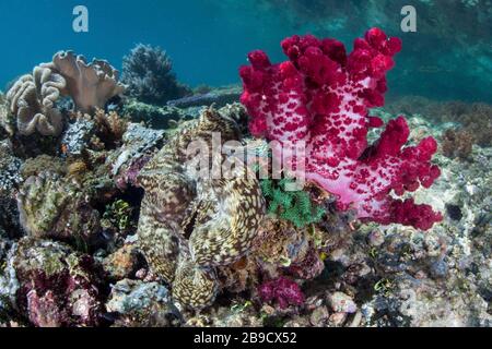 Eine bunte, weiche Koralle schmückt eine riesige Muschel, Tridacna sp., die auf einem gesunden Riff wächst. Stockfoto