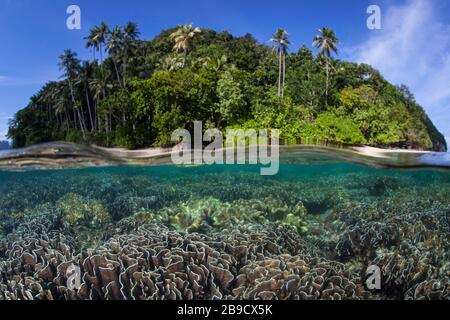 Ein wunderschönes Korallenriffe lebt um eine Insel in einem abgelegenen Teil von Raja Ampat, Indonesien. Stockfoto