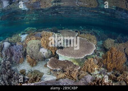 Inmitten der tropischen Inseln von Raja Ampat, Indonesien, wächst ein wunderschönes Korallenriffe. Stockfoto