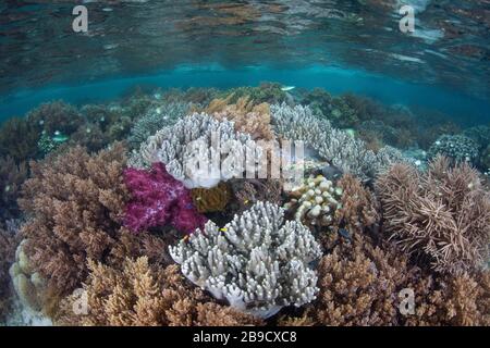 Inmitten der tropischen Inseln von Raja Ampat, Indonesien, wächst ein wunderschönes Korallenriffe. Stockfoto