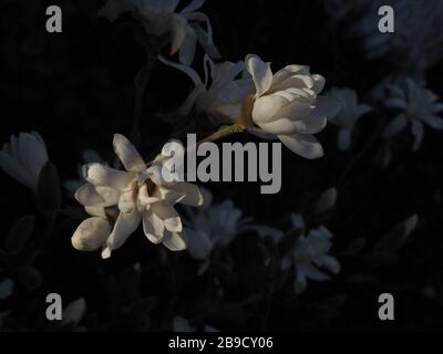 Weiße Magnolie Stellata Blumen, Bild mit niedrigem Schlüssel Stockfoto