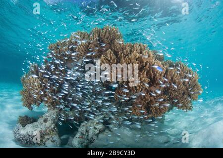 Cardinalfish-Schule um eine bunte Korallenbommie, die auf einem Riff wächst. Stockfoto